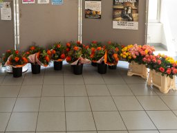 DSC03713-Verbessert-RR